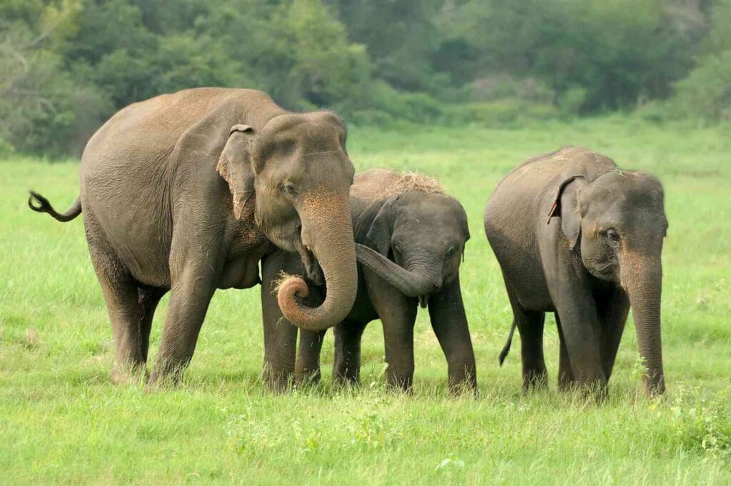 Three Asian elephants walking in the green field during Jungle Safari Raipur, Chhattisgarh