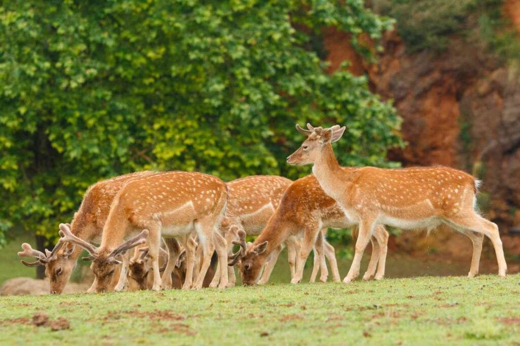 Group of fallow deer grazing on green grass at Jungle Safari Raipur, Chhattisgarh.