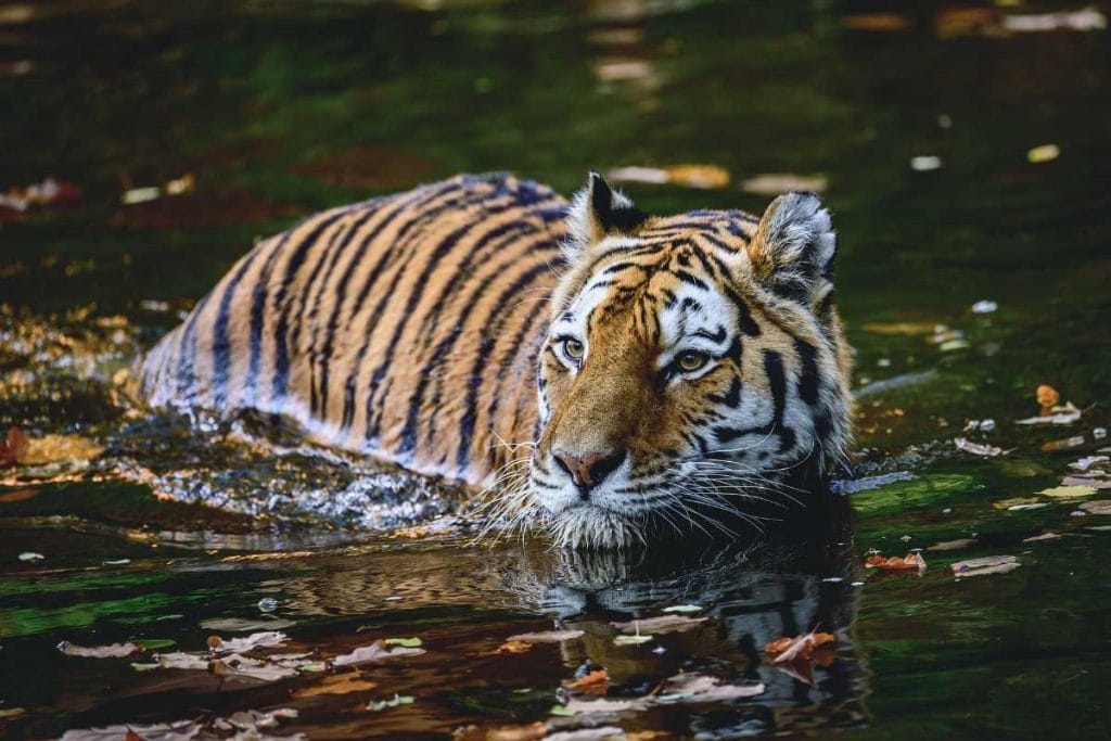 Tiger at Ranthambore National Park with fort background