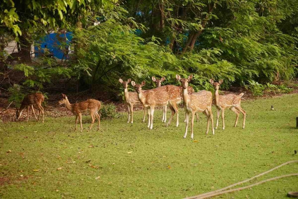 Rare Barasingha deer at Kanha National Park